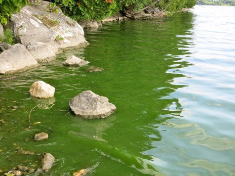 Rocky lakeshore with green bloom at waterline