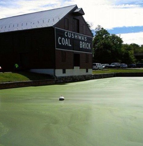 Cushwa Basin completely covered in algal bloom