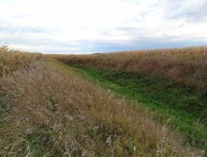 Drainage ditch and field buffer strip