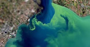 Satellite aerial of bay with severe algal bloom