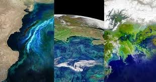 Triple satellite composite showing algal blooms worldwide