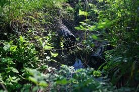 Culvert drain in vegetation