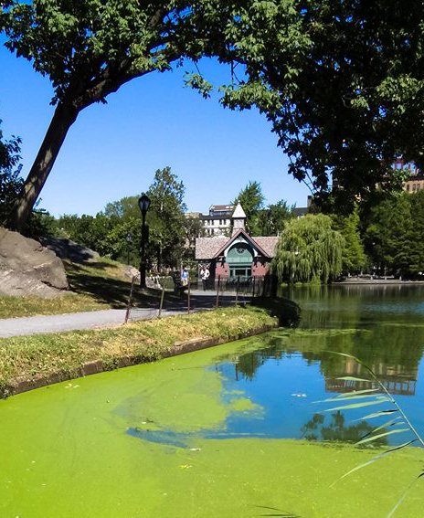 Harlem Meer with algal bloom
