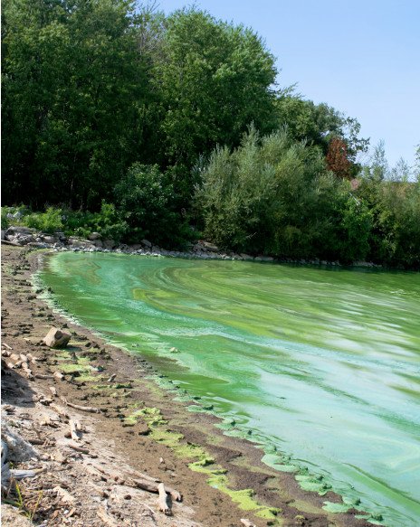 Severe algal bloom at lake shoreline